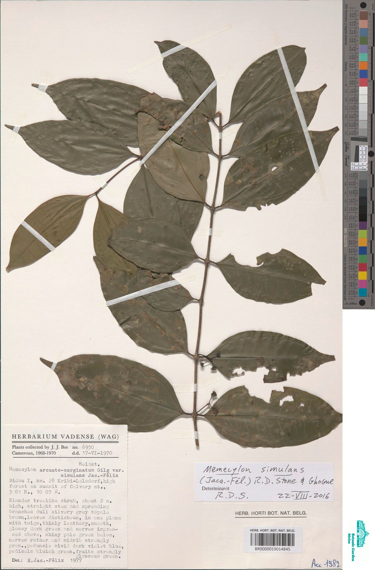 Memecylon simulans — houseplant care guide