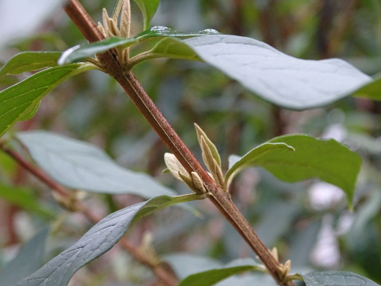 Buddleja lindleyana bark