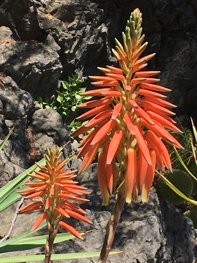 Aloe brevifolia flower