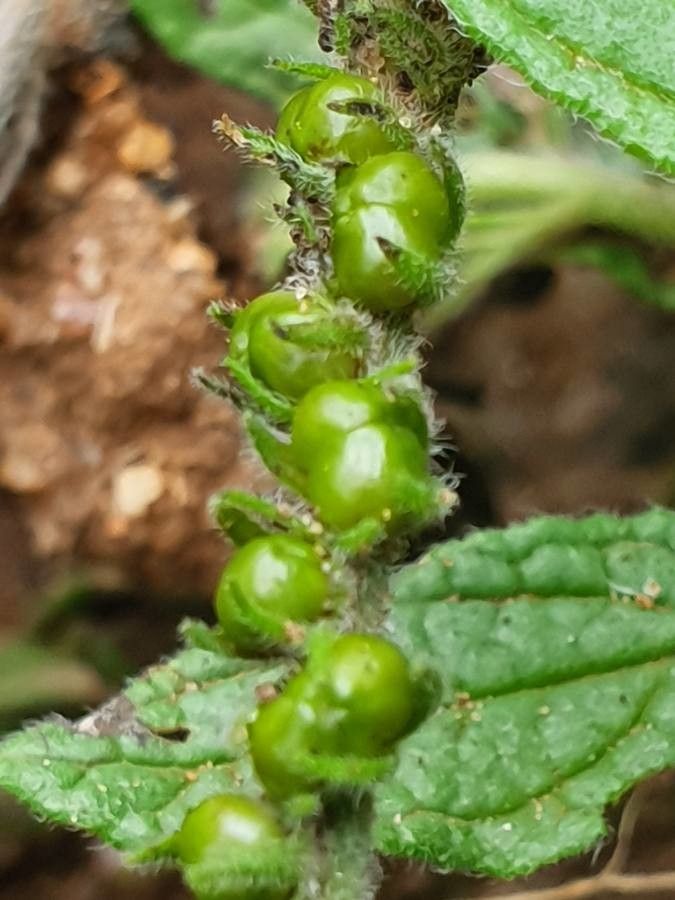 Heliotropium steudneri fruit