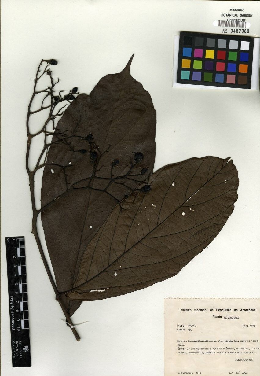 Cordia ulei — houseplant care guide