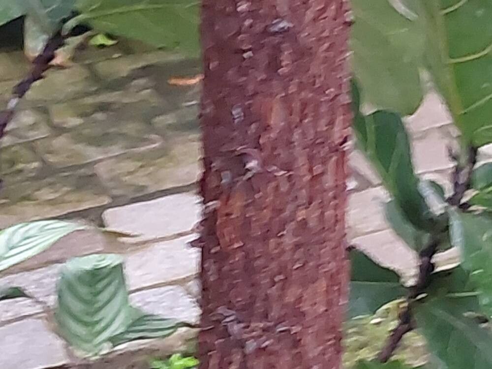 Ficus platypoda bark