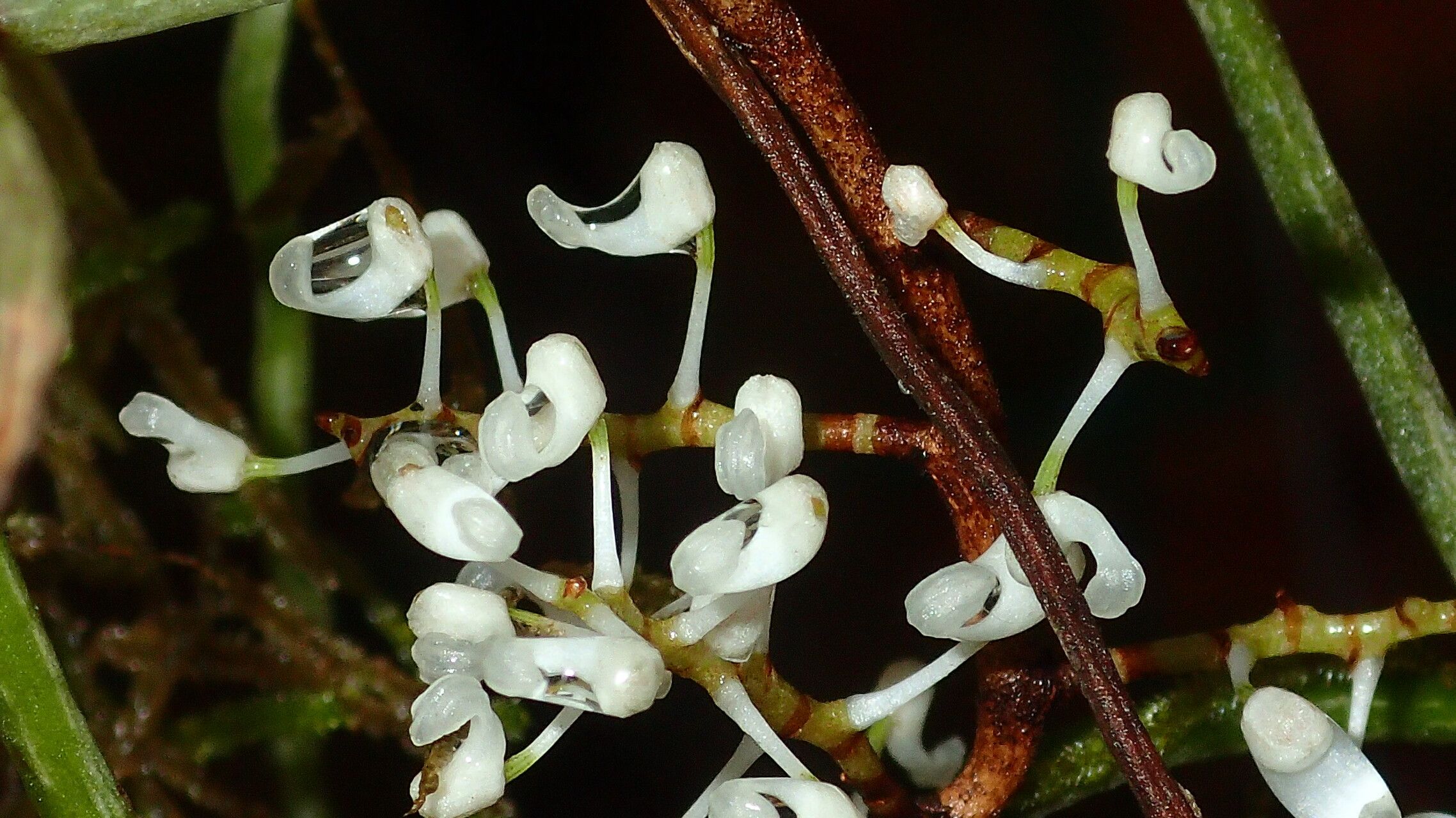 Microcoelia aphylla habit