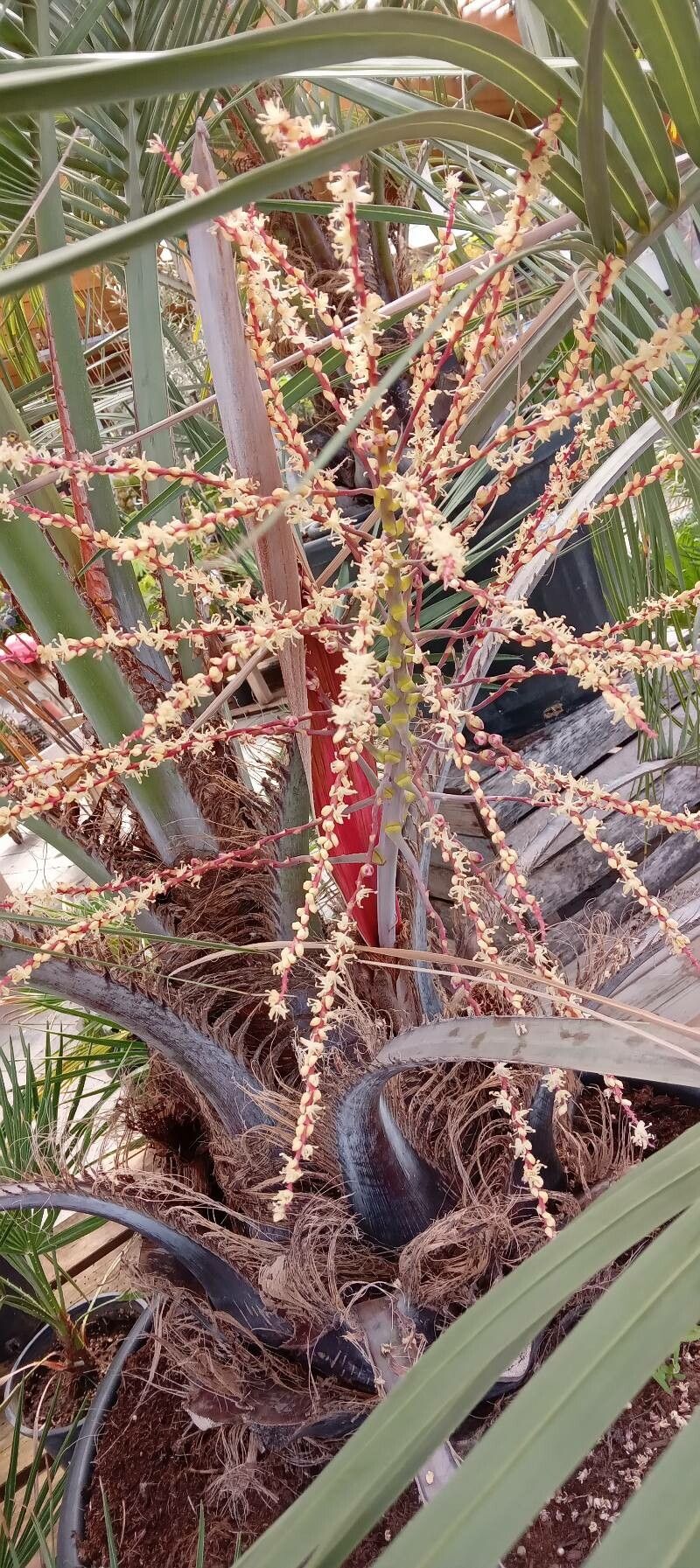 Butia capitata flower