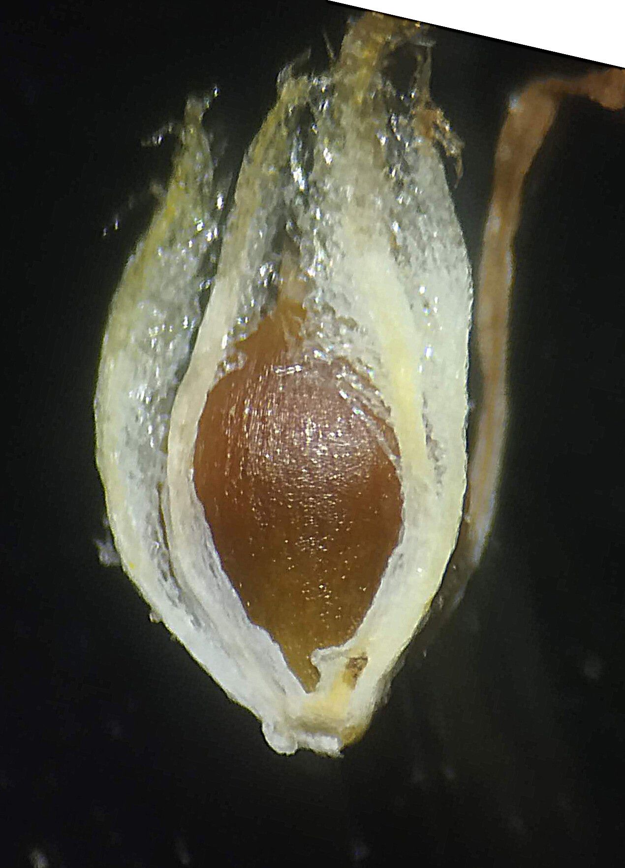 Schoenoplectus subulatus fruit