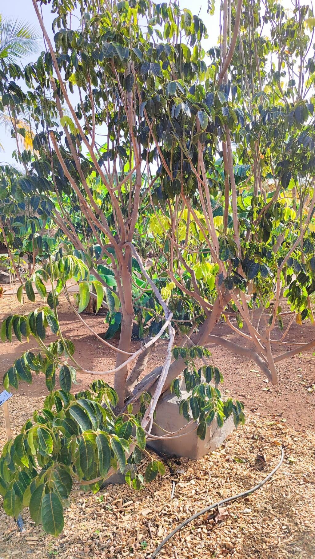 Canarium oleosum habit