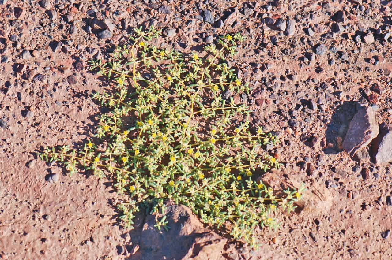Tetraena simplex habit