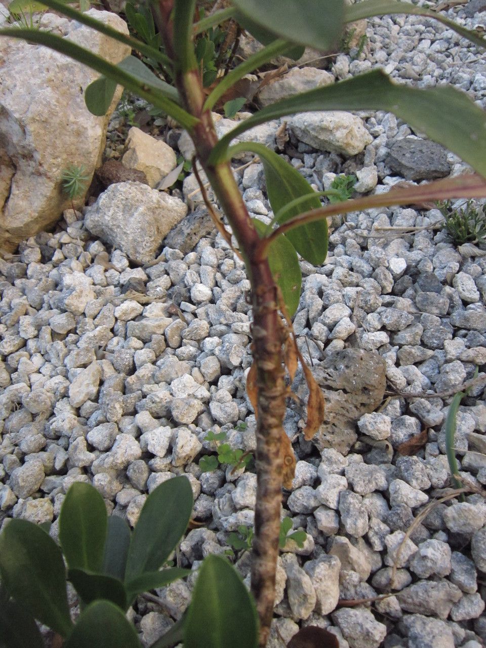 Cheirolophus crassifolius bark