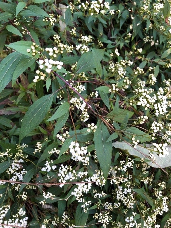 Ageratina riparia flower