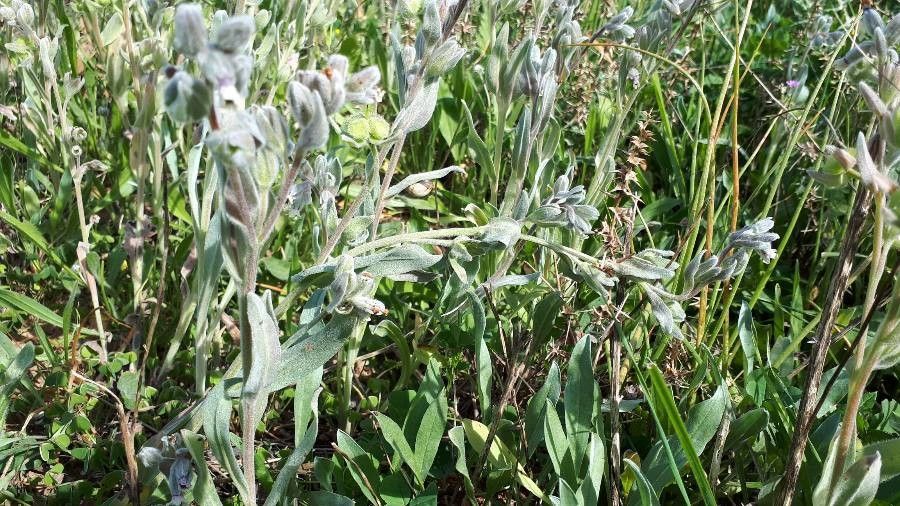 Cynoglossum dioscoridis — search result for 'Cynoglossum'