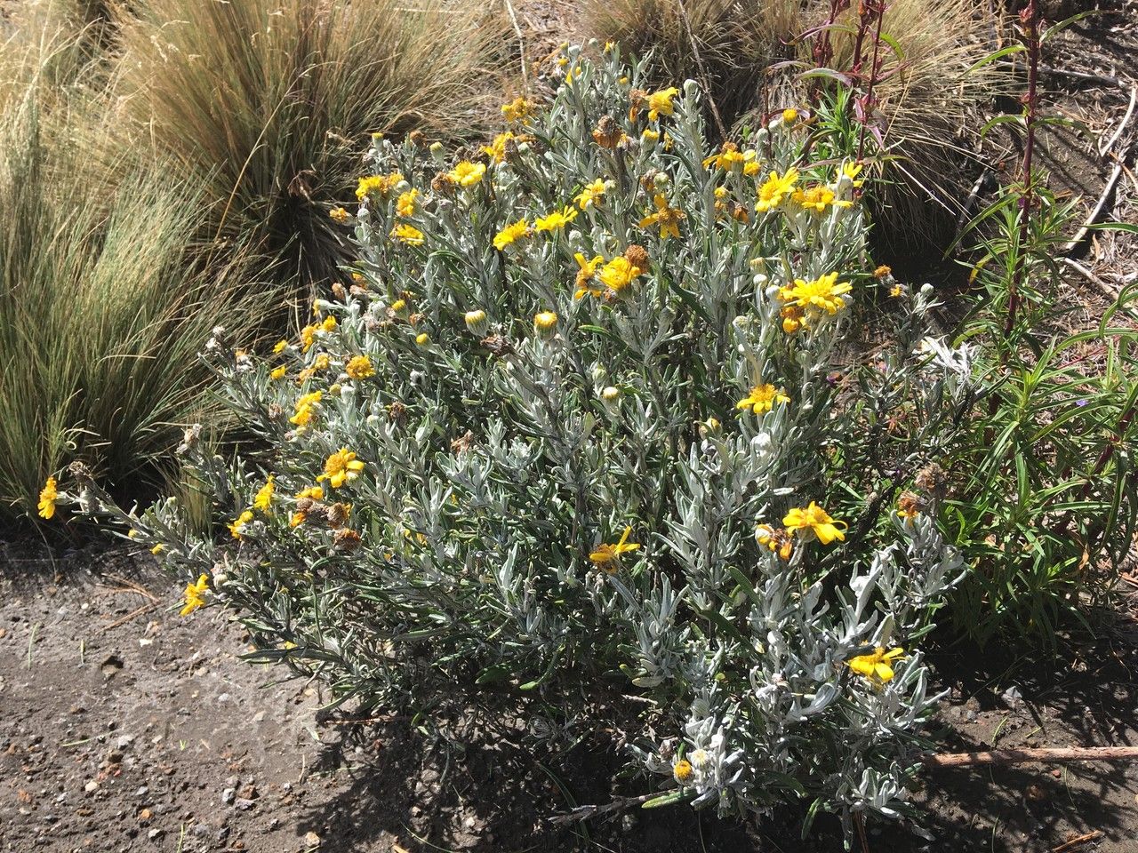 Senecio mairetianus habit