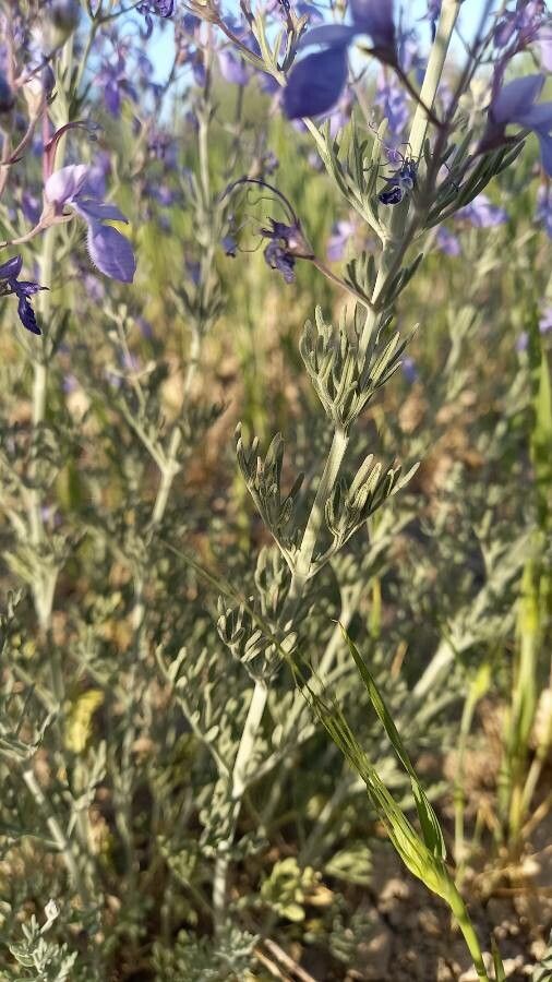 Teucrium orientale bark