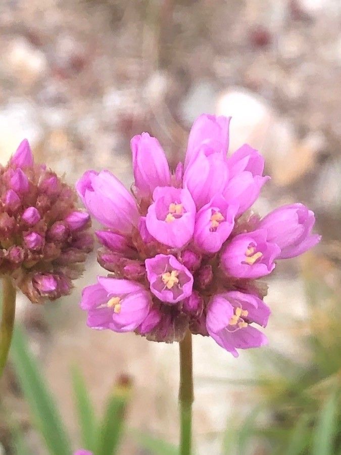 Armeria alpina flower
