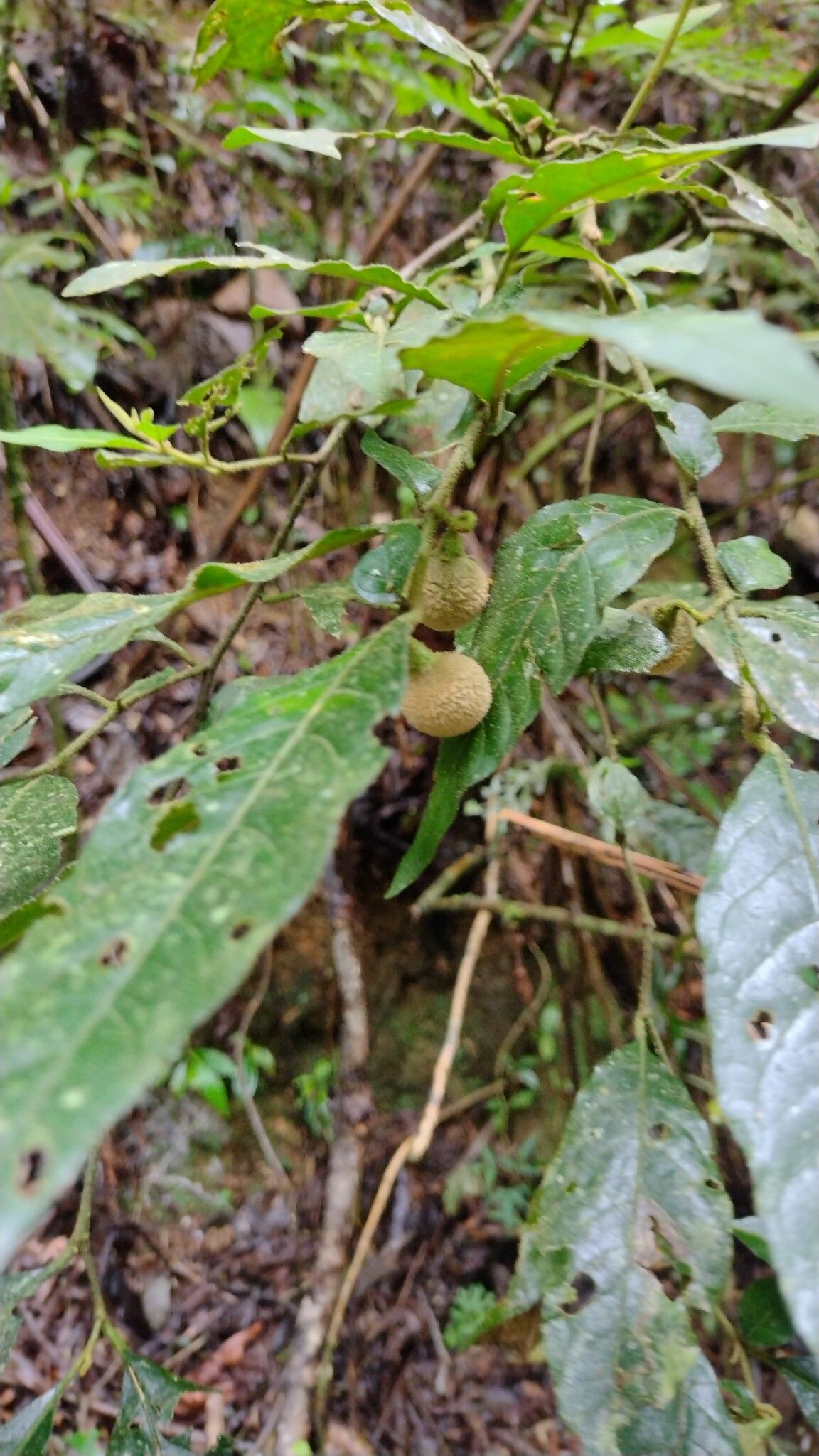 Solanum gnaphalocarpum fruit