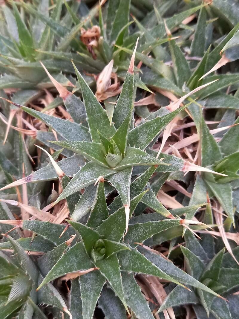 Deuterocohnia lotteae — houseplant care guide