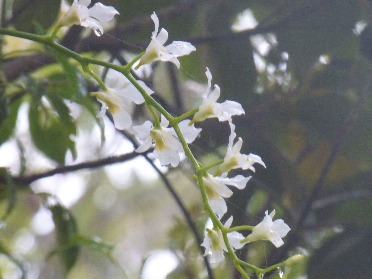 Beclardia macrostachya flower