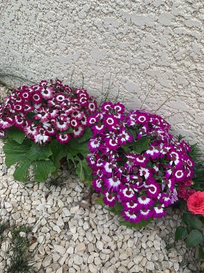 Pericallis cruenta habit