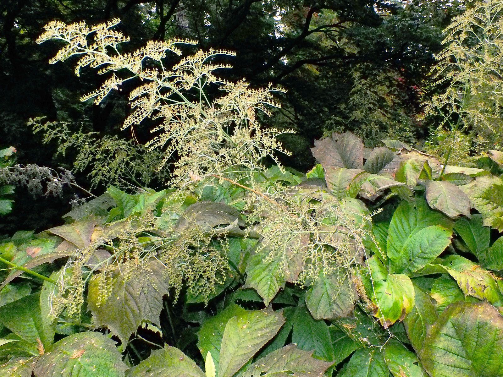 Rodgersia podophylla flower