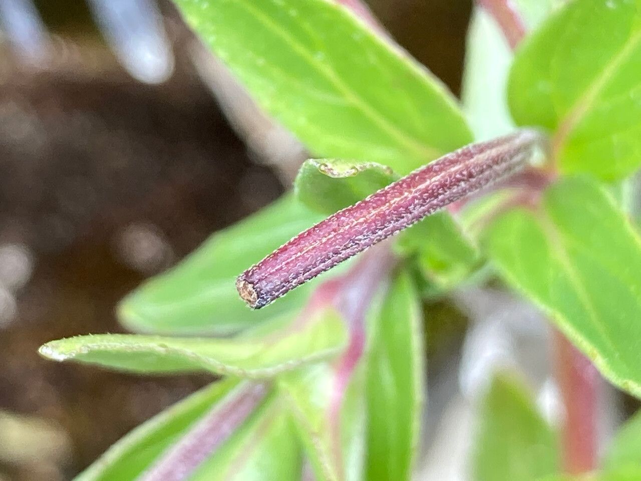 Epilobium denticulatum fruit