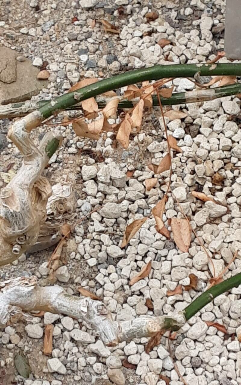 Ipomoea platensis — houseplant care guide