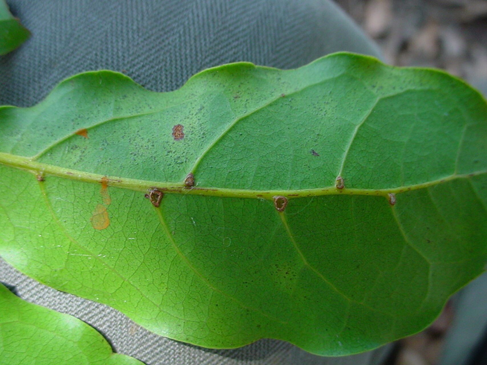 Cupaniopsis trigonocarpa — search result for 'Cupaniopsis'