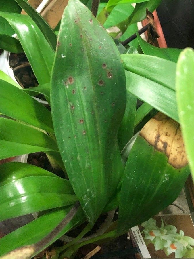 Chelonistele sulphurea — houseplant care guide