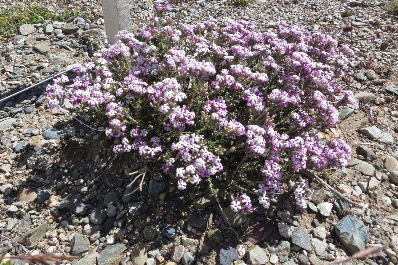 Junellia patagonica — houseplant care guide