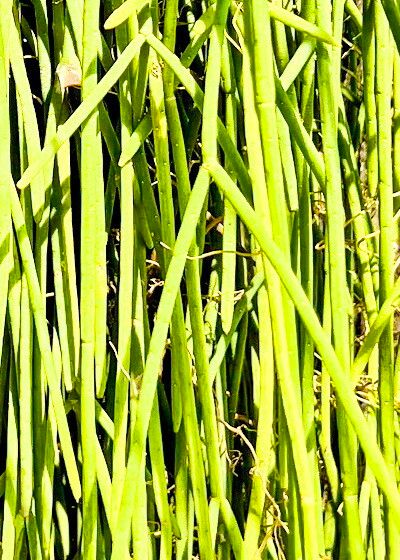 Rhipsalis lindbergiana — search result for 'Rhipsalis'