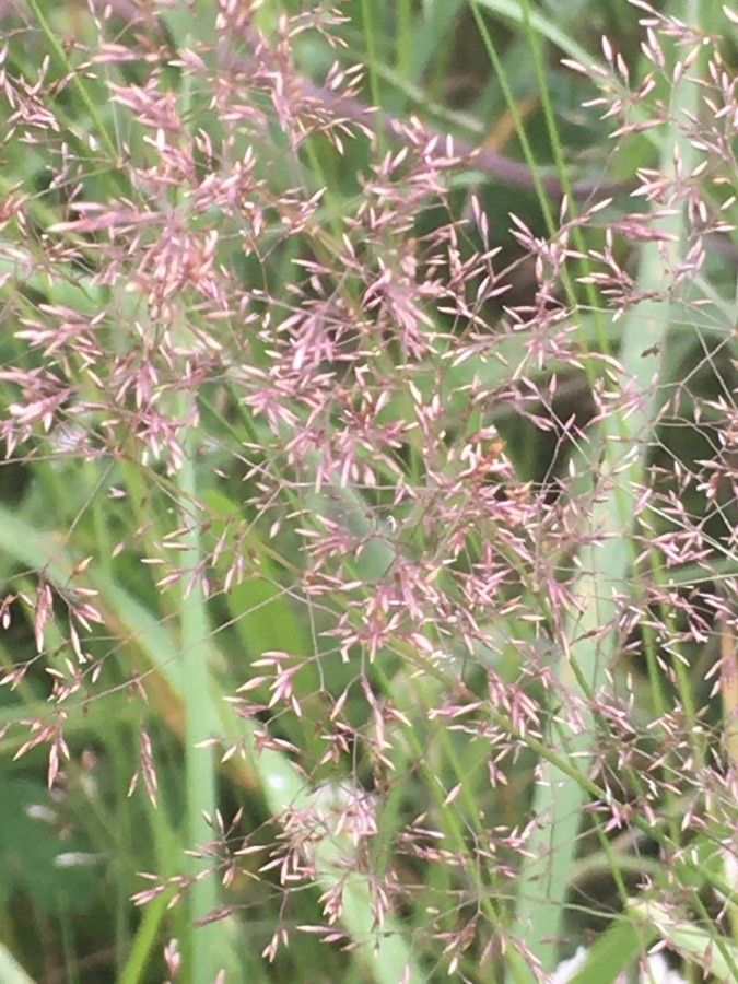 Agrostis capillaris fruit