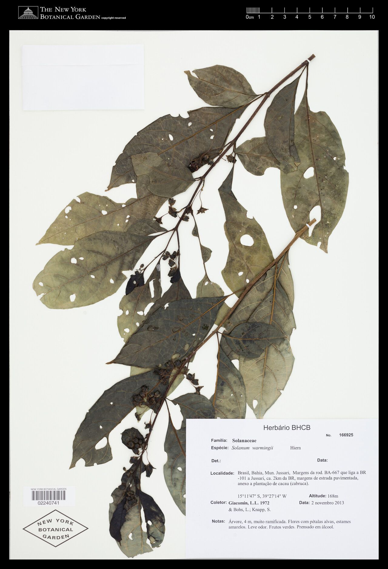 Solanum warmingii — houseplant care guide