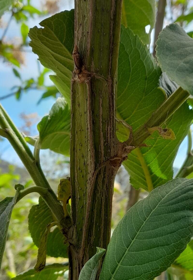 Vernonanthura pinguis bark