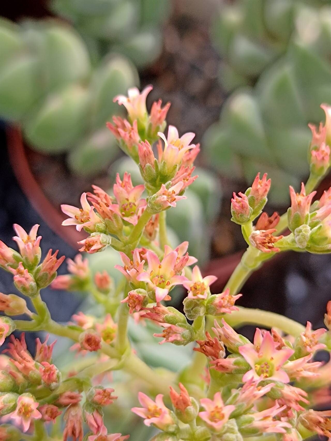 Crassula crenulata flower