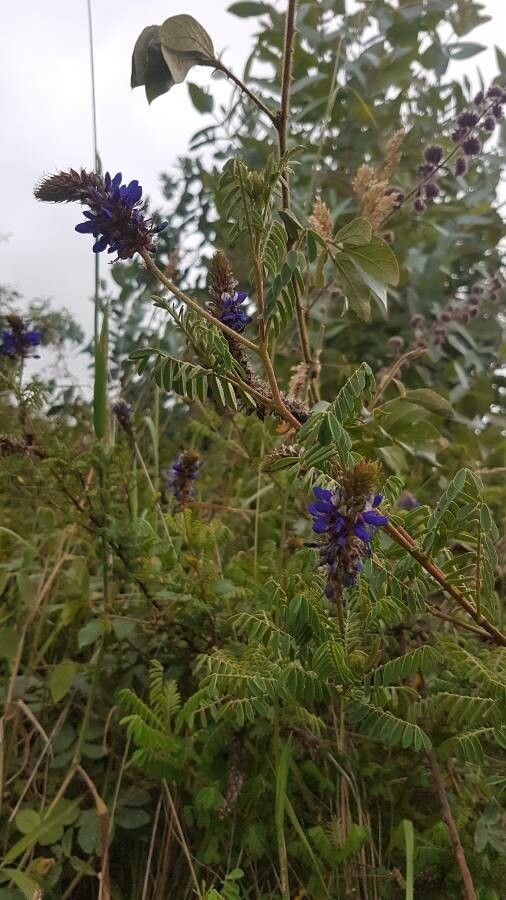 Dalea coerulea flower