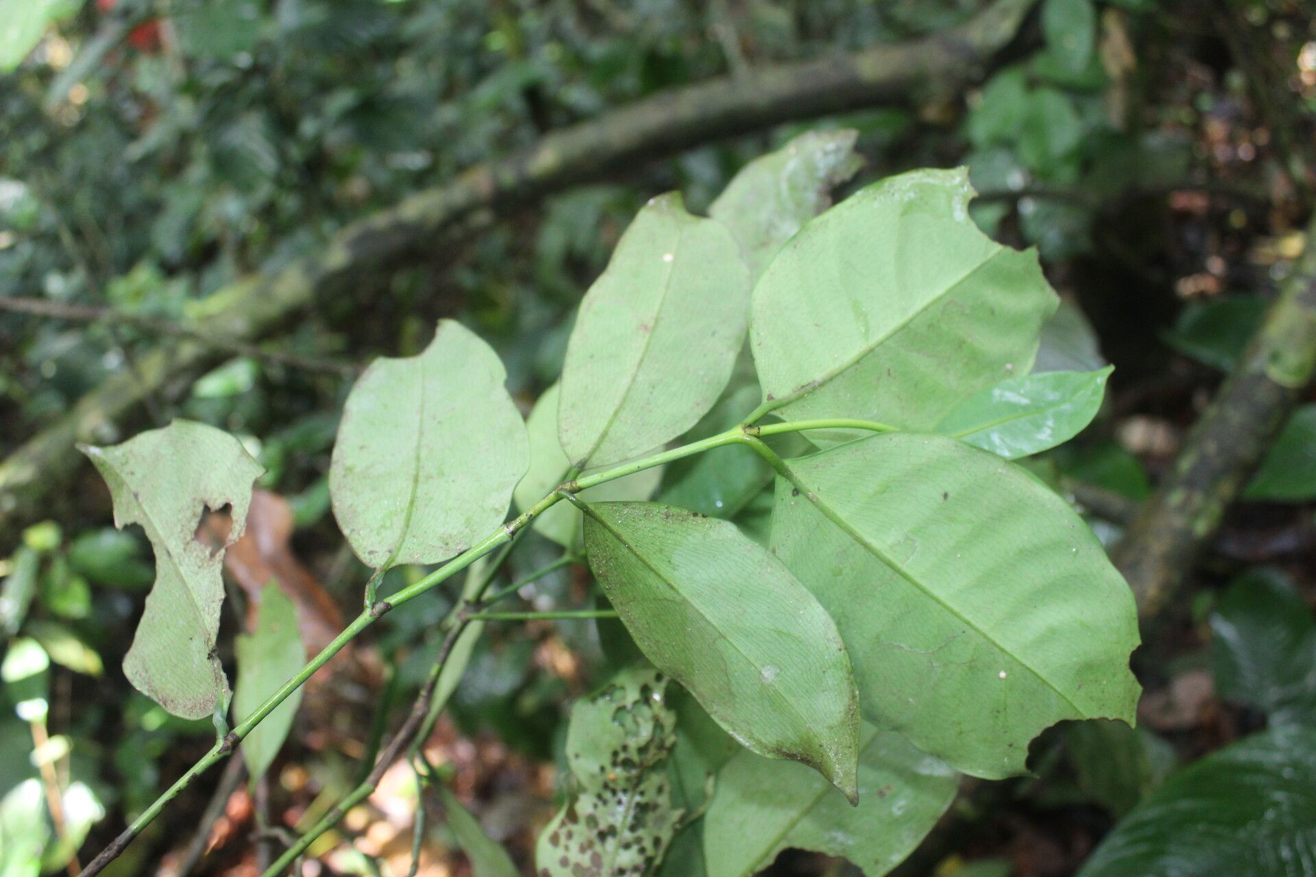 Garcinia preussii leaf