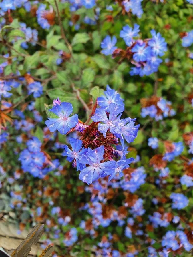 Ceratostigma willmottianum flower