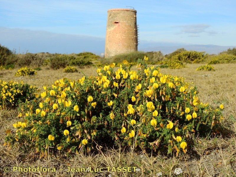 Ononis talaverae habit