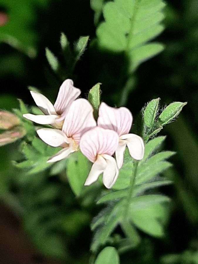 Ornithopus sativus flower