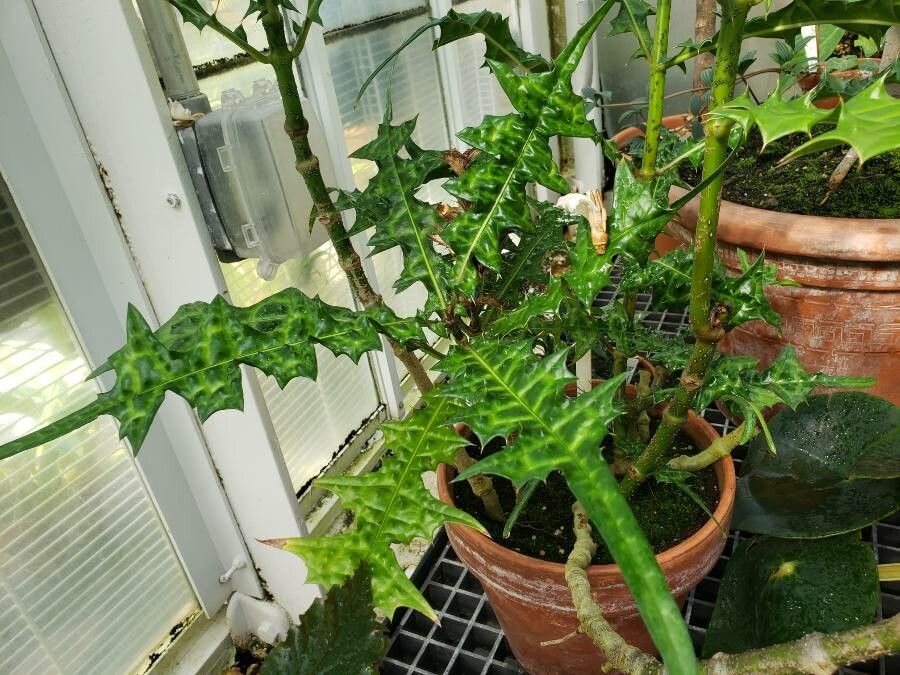 Acanthus montanus — search result for 'Nigeria'