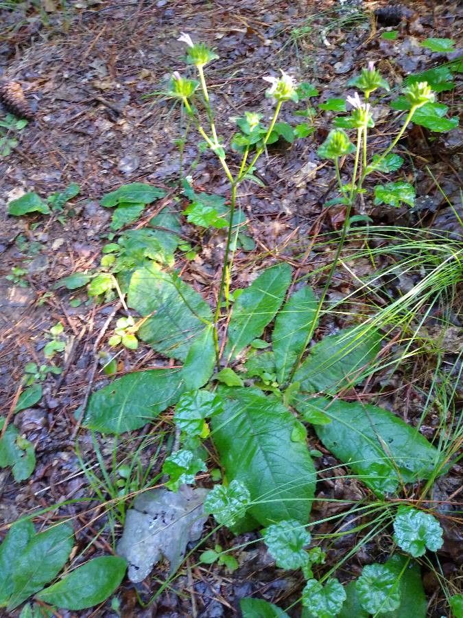 Elephantopus tomentosus leaf