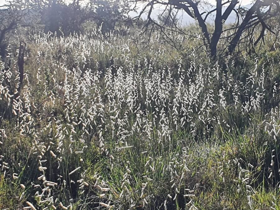 Brachiaria lachnantha fruit