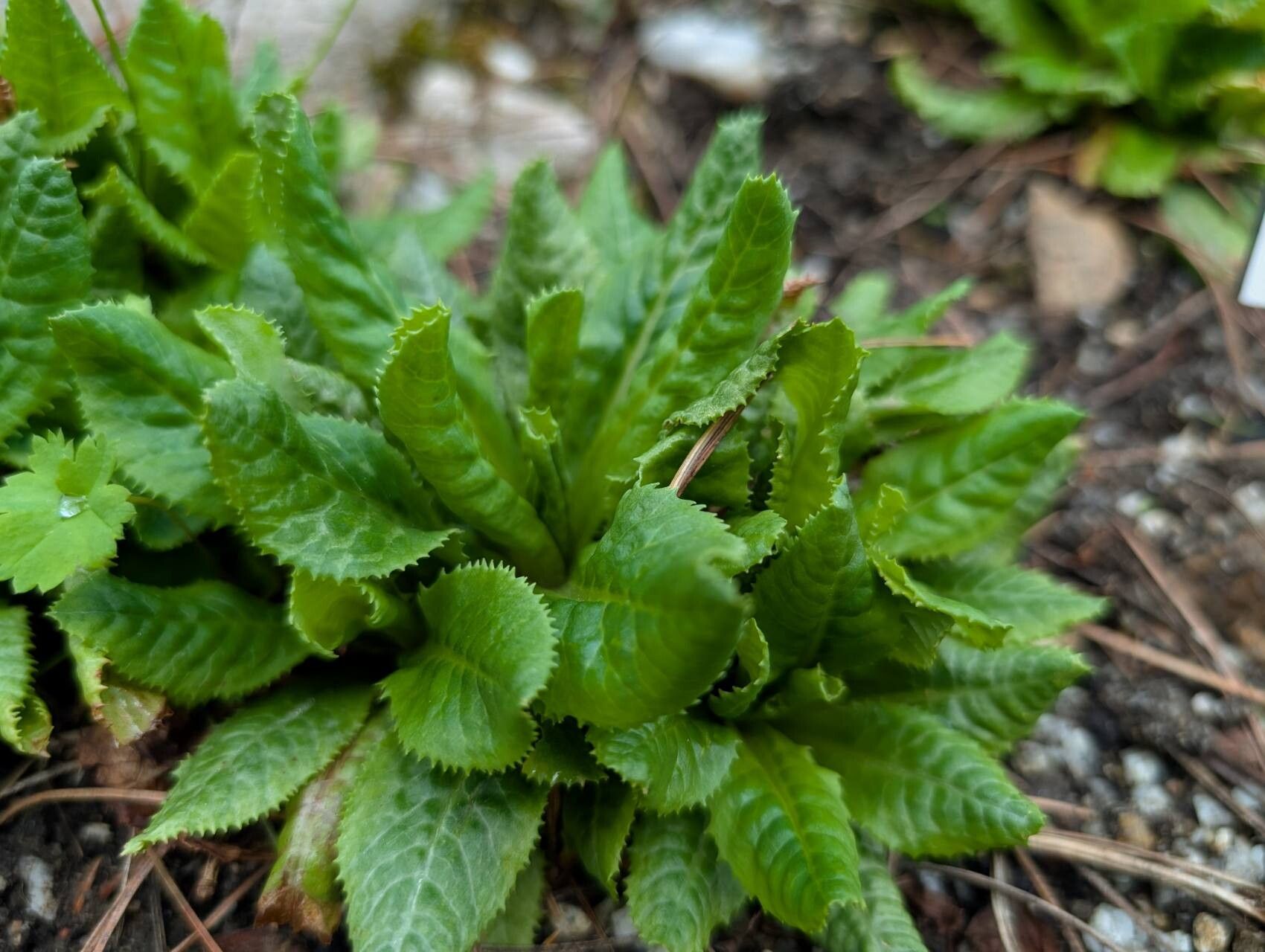 Primula anisodora — houseplant care guide