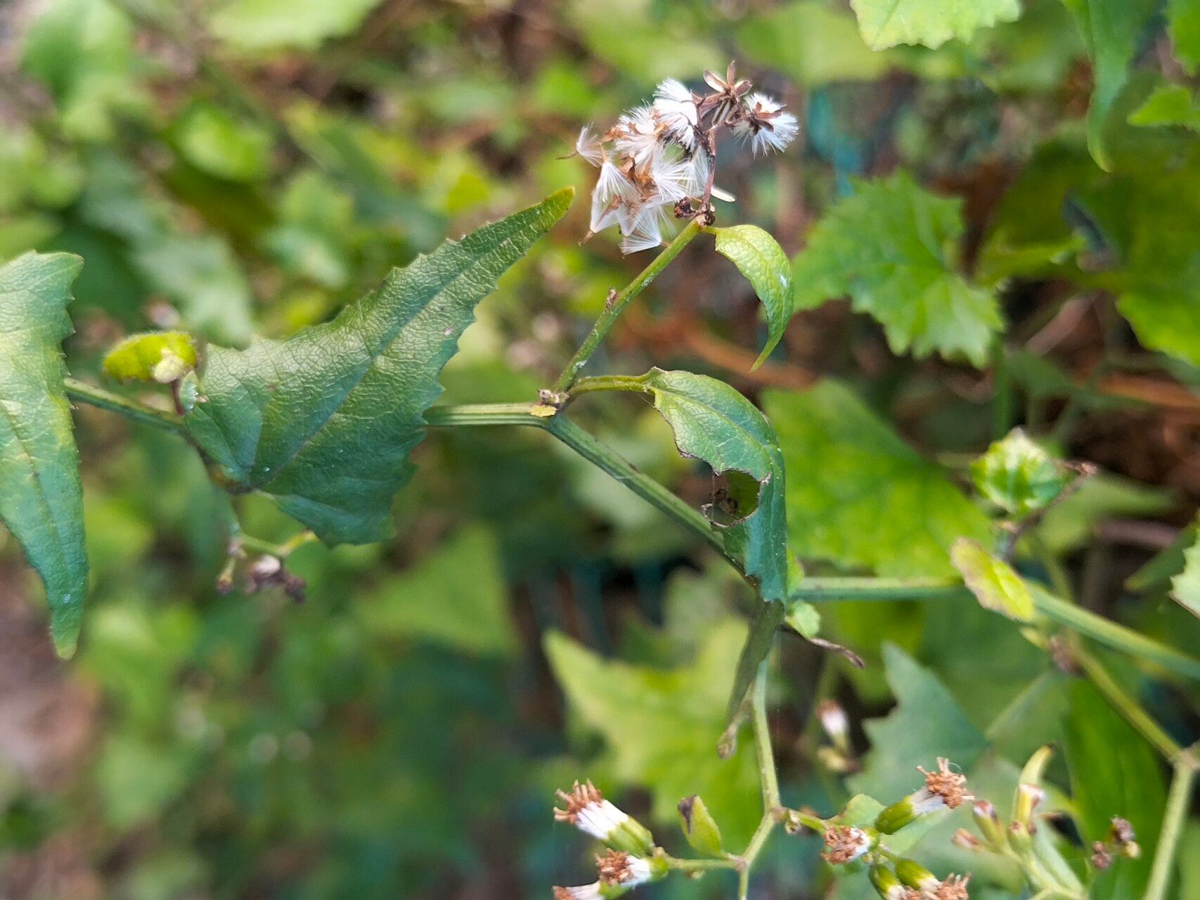 Senecio deltoideus fruit