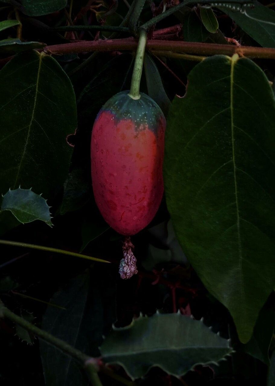 Coccinia grandis fruit