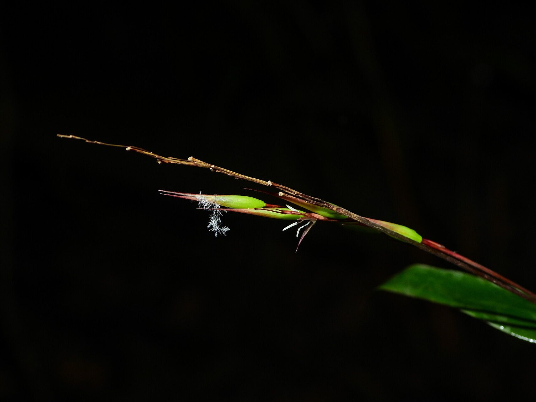 Olyra longifolia fruit