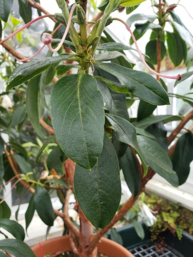 Rhododendron poilanei leaf
