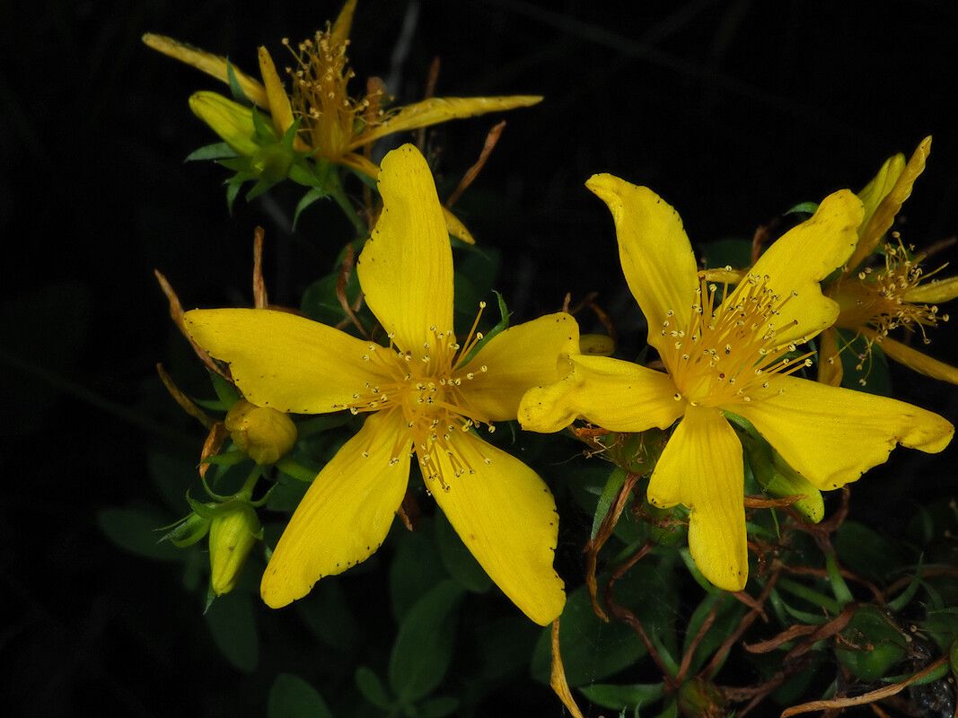 Hypericum x desetangsii flower
