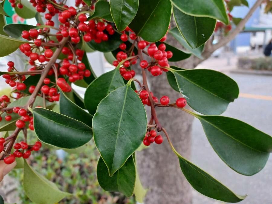 Ilex rotunda leaf