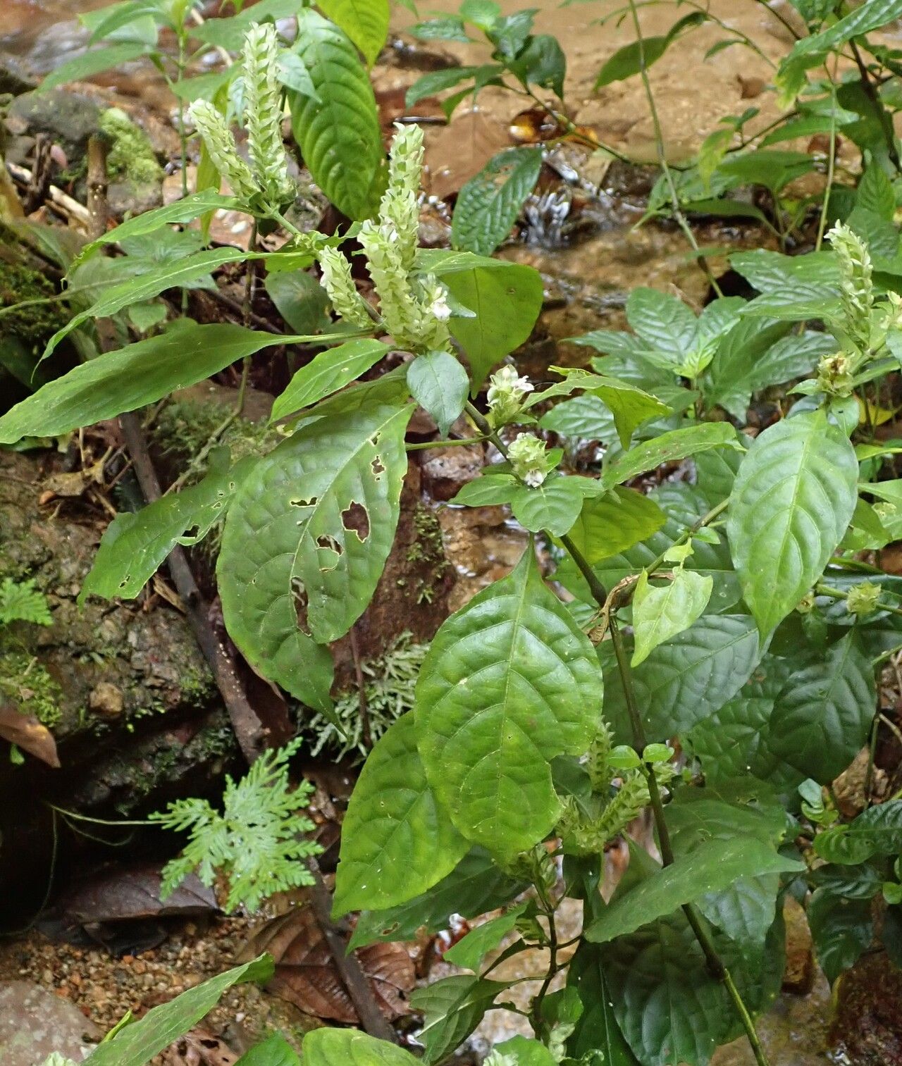 Rungia paxiana habit