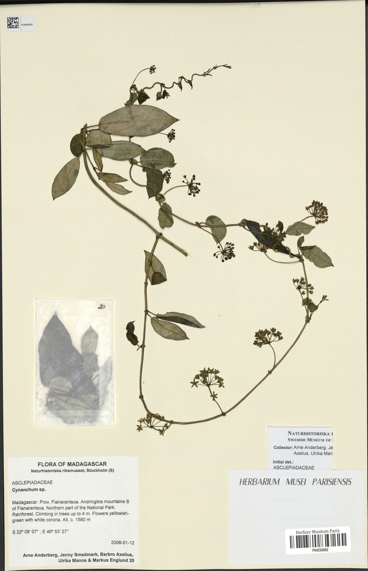 Cynanchum repandum — houseplant care guide