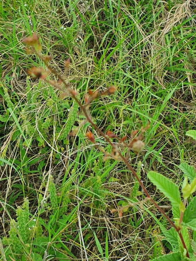 Hermannia exappendiculata fruit